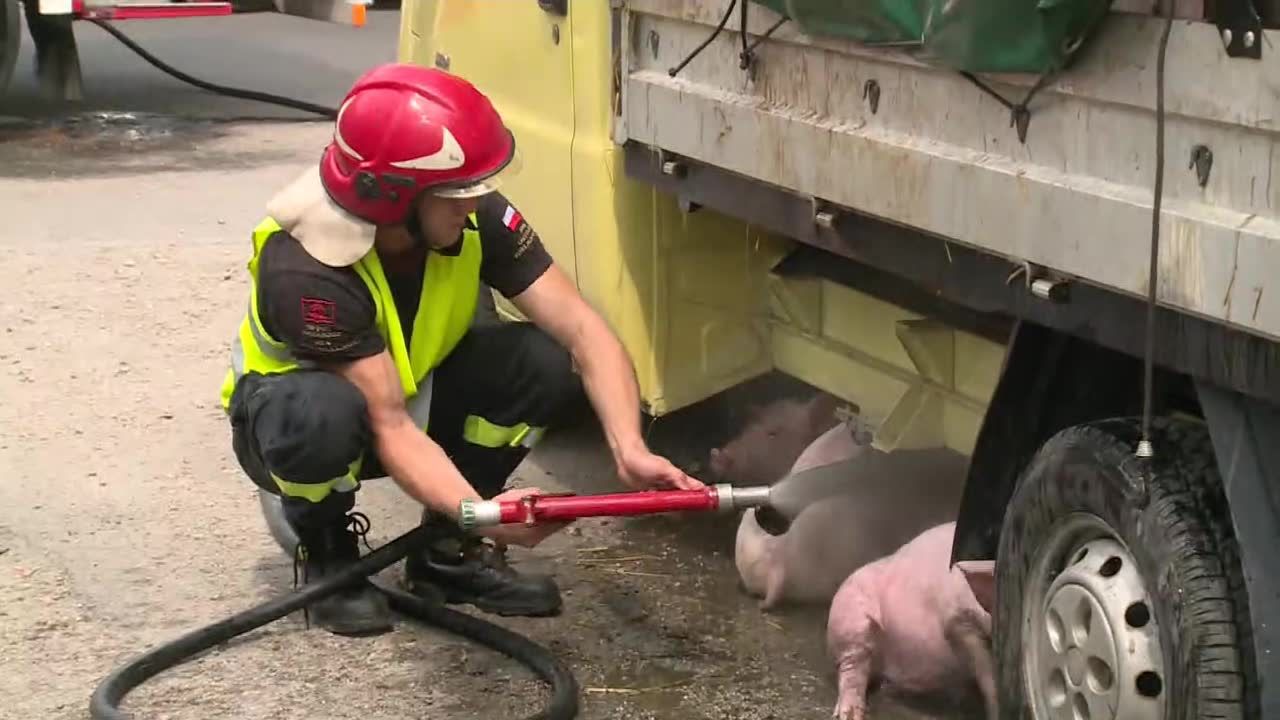 Świń było za dużo, więc zaczęły wypadać z samochodu