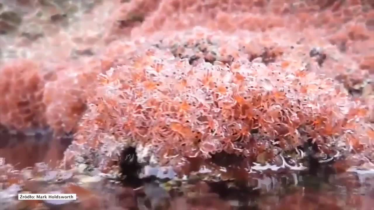 Miliony maleńkich krabów na Oceanie Indyjskim