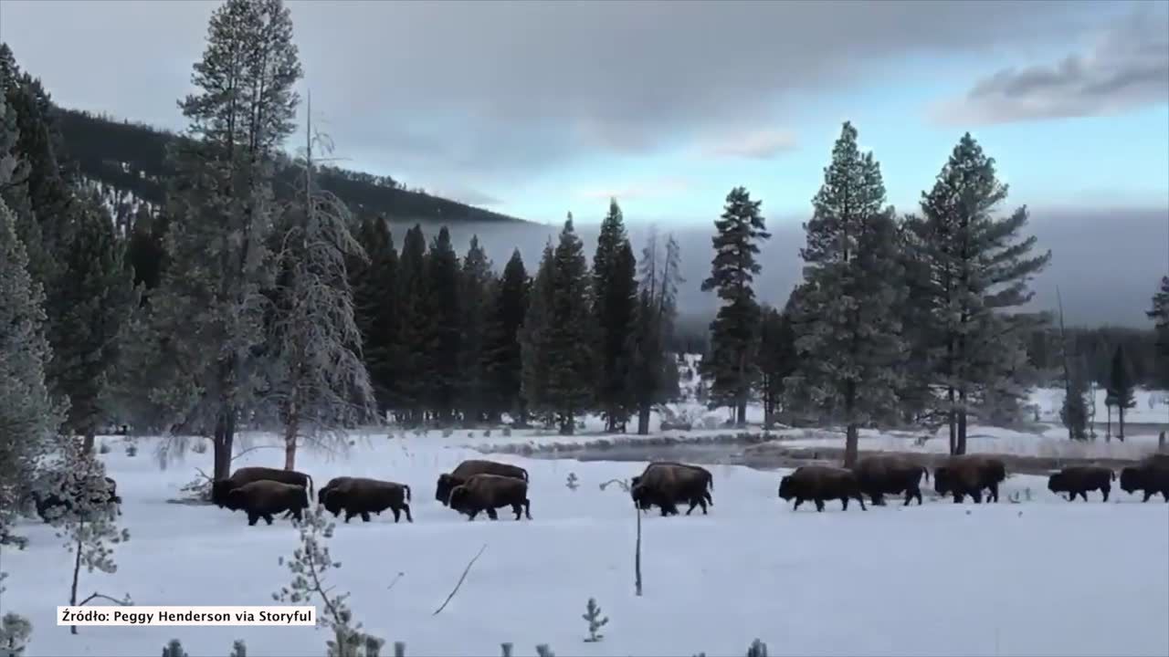 Stado żubrów przemierza zaśnieżony Park Narodowy Yellowstone