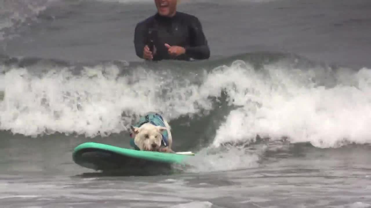 W Kalifornii odbyły się czwarte mistrzostwa w psim surfingu