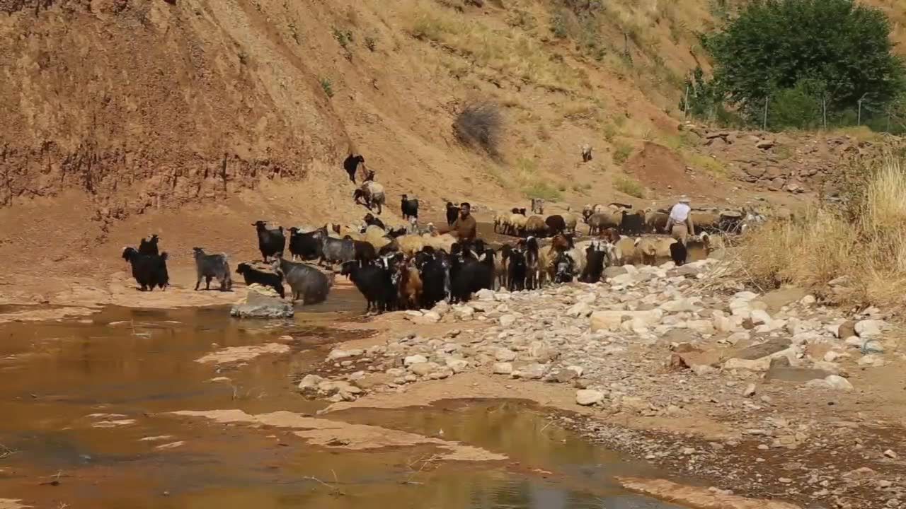 Irak: oswojony wilk został… psem pasterskim. Czy zdoła stawić czoła pokusom?