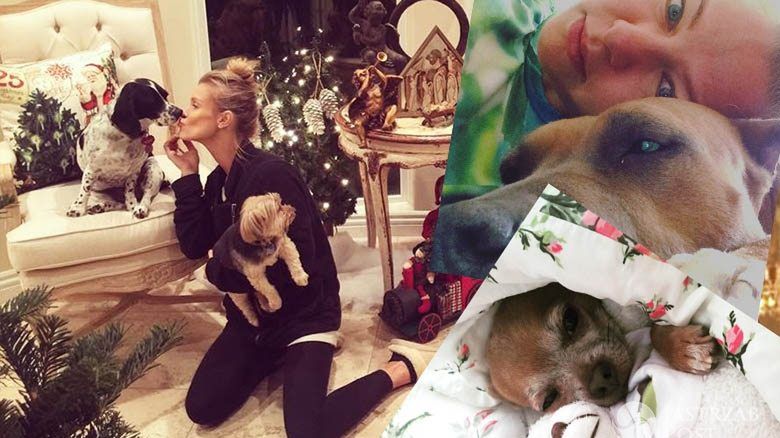 Gwiazdy chwalą się swoimi pupilami