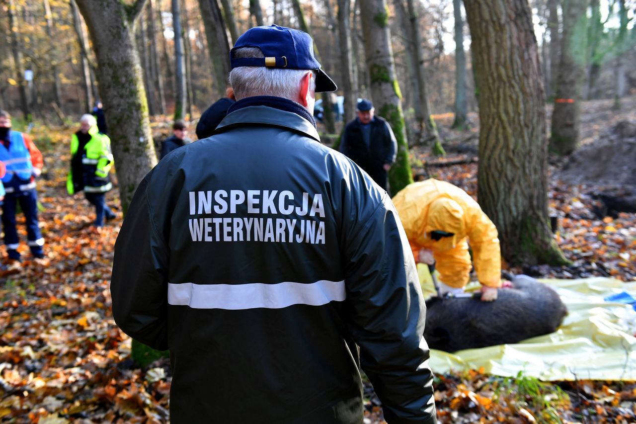 Wprowadzono czerwoną strefę ASF. Zakazano wchodzenia do lasów