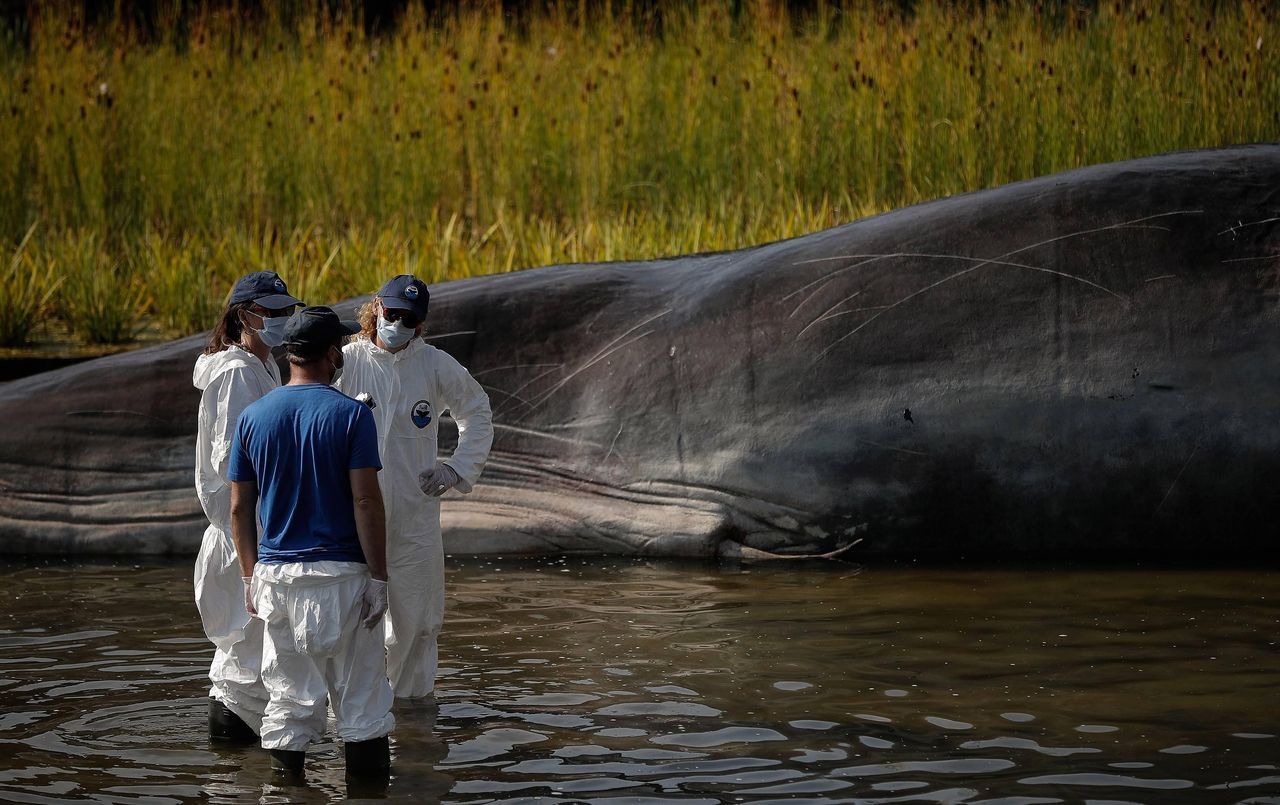 Martwy kaszalot na plaży. W żołądku wieloryba była 100-kilogramowa kula śmieci