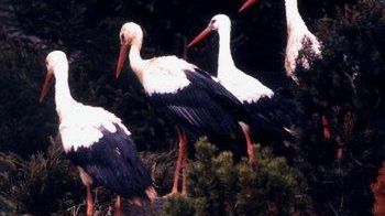 Bociany na Podkarpaciu (fot. PAP/Jakub Sikora)