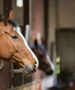 Podkarpackie: Rumuni znęcali się nad końmi. Zostali aresztowani