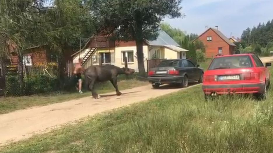 Jeden mężczyzn ciągnął konia za autem, drugi bił zwierzę batem