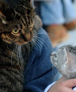Koty na smyczy? Żądanie zmiany przepisów w UE