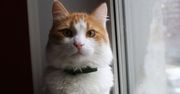 Puławy: kotka Marysia uratowała życie swoim właścicielom