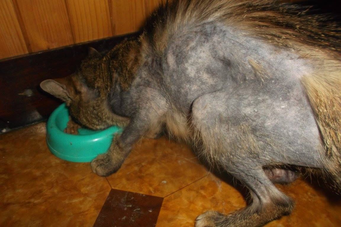 Kto jej zgotował taki los? Fundacja prosi o wsparcie dla kotki