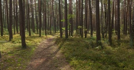 Gliwice. Groźne znalezisko na spacerze w lesie