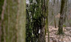 Ludzkie szczątki porozrzucane po lesie