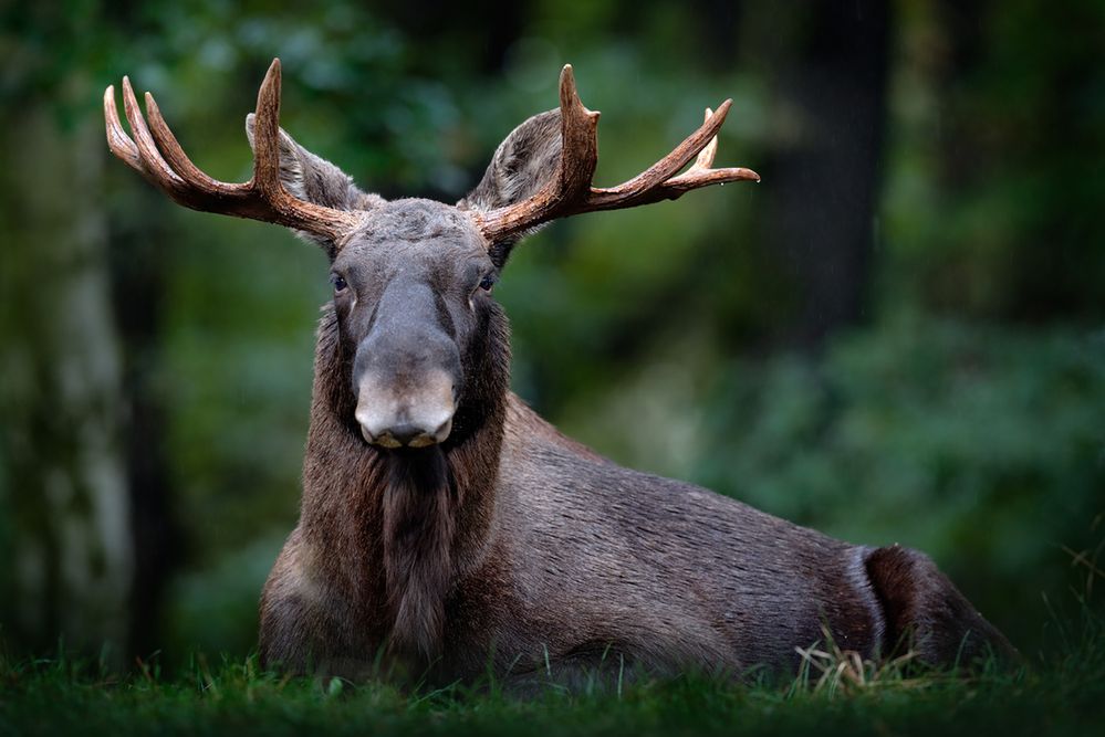 Samochód osobowy uderzył w łosia. Zablokowana DK79