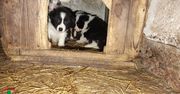 Ujawnili wideo nagrane z ukrycia. Teraz walczą o to, żeby zakazać Maciejowi K. posiadania zwierząt