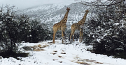Niecodzienne widoki w Afryce. Żyrafy i słonie muszą przetrwać w śniegu
