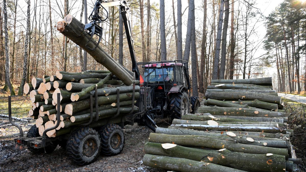 pozyskanie drewna
Darek Delmanowicz
drewna, drewno, drzewo, las, lasy pa�stwowe, pilarz, pi�a, pozyskanie, lubacz�w