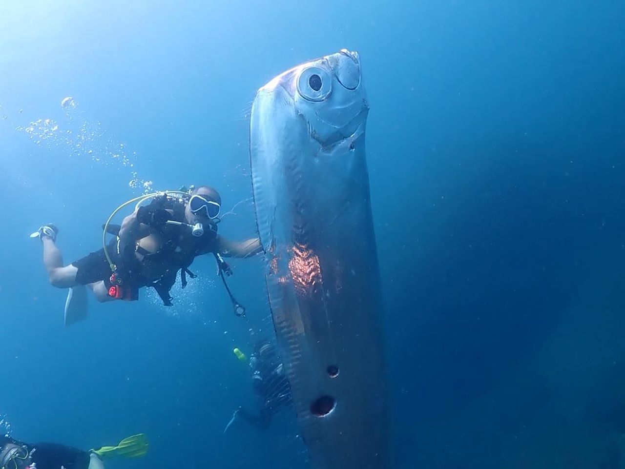 Mystic oarfish caught on video sparks local earthquake lore