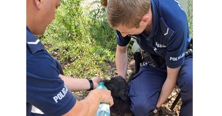 Policjanci wydostali psa z zamkniętego od kilku godzin samochodu [NAGRANIE]