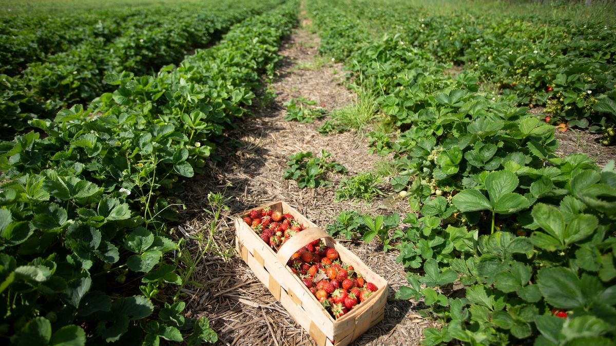 Susza dotknęła również zbiory truskawek 