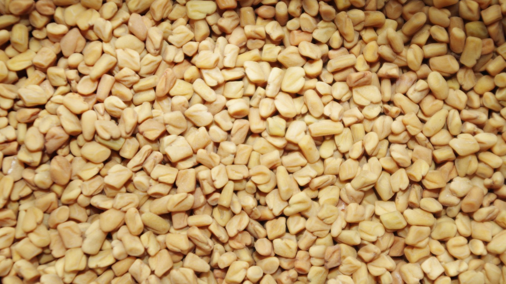 Kozieradka