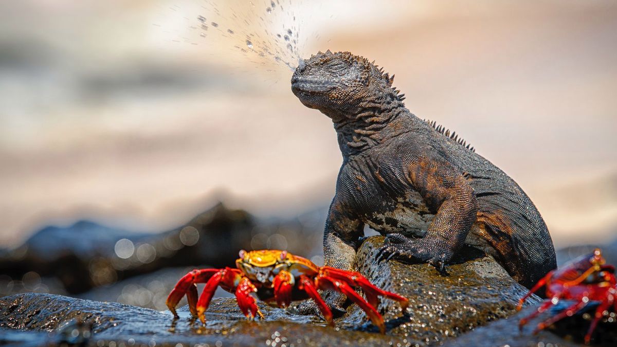 Poznaj najnowsze zgłoszone zdjęcia w konkursie Nat Geo Nature Photographer of the Year 2017 1