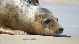 Odszkodowania za straty wyrządzone przez foki. 4 mln euro do rozdania