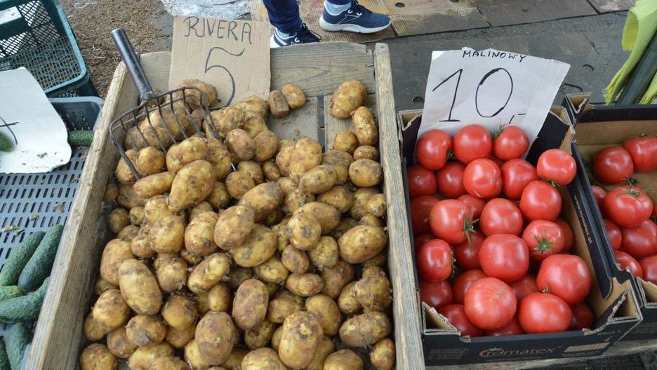 Najwięcej towarowych upraw pomidorów prowadzimy w tunelach i szklarniach.