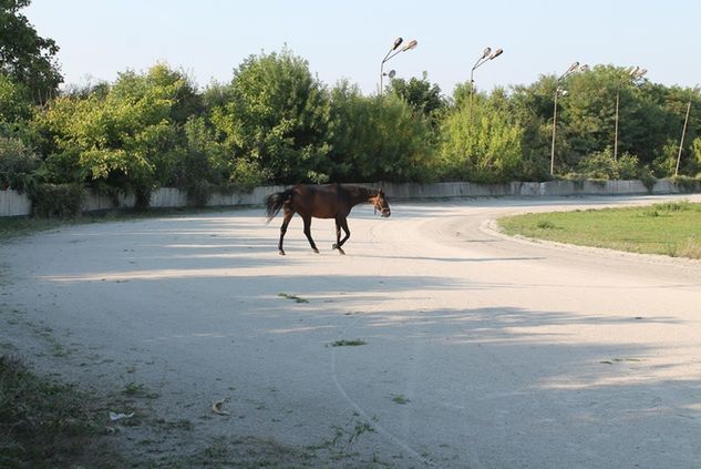 W roku 2015 na murawie stadionu działał parkur.