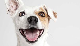 Twój pies ze schroniska