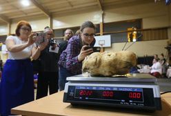 Ten ziemniak to gigant. Zdobył tytuł w Wielkopolsce