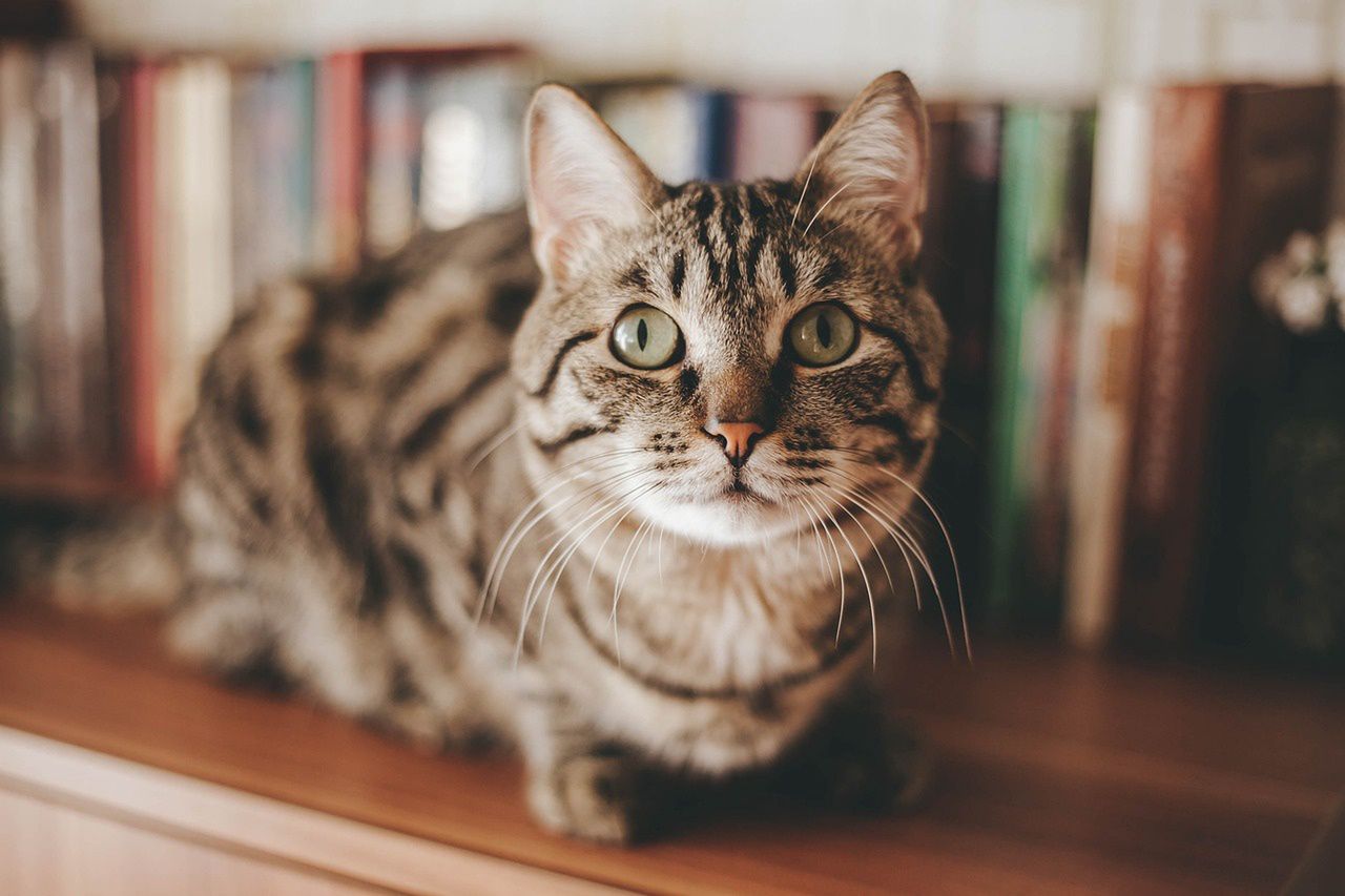 Cat care crisis: Why neglecting playtime harms your feline