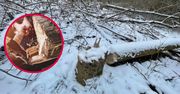 Toruń: Barbarzyńska wycinka na Kępie Bazarowej. Policja wie, kto za nią stoi?