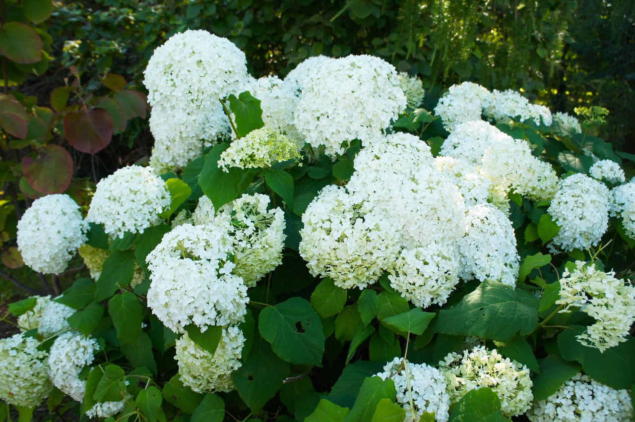 Why hydrangeas are taking over our gardens and how to transplant them