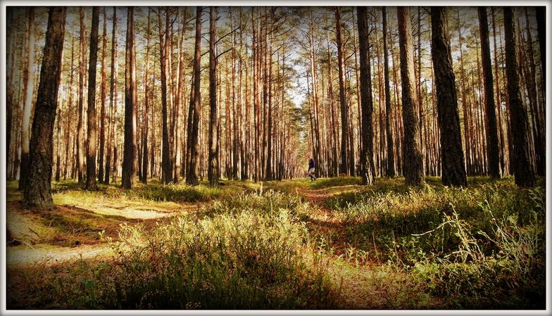 Lasy Państwowe mogą podwoić swój zysk