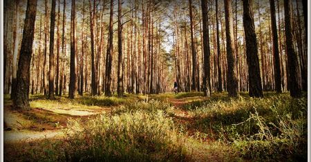 Lasy Państwowe mogą podwoić swój zysk