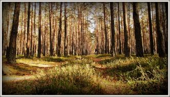 Lasy Państwowe mogą podwoić swój zysk