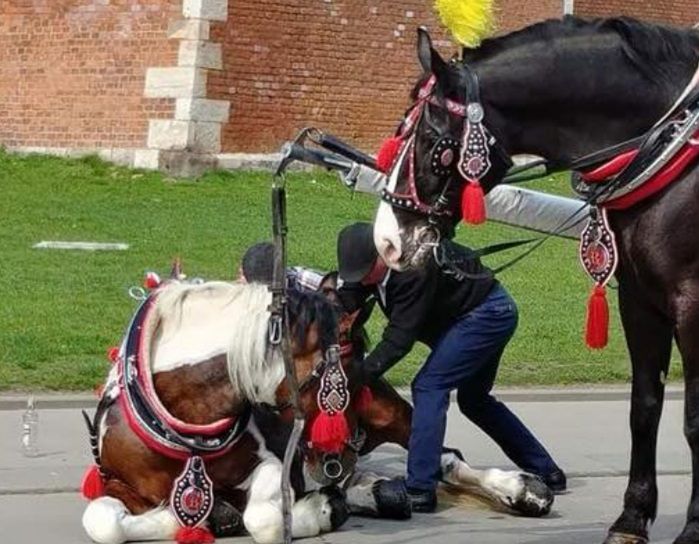 Upały sięgają zenitu. Konie ślizgają się po krakowskim rynku. Miasto nie reaguje 