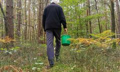 Poszli na grzyby, ale zapomnieli, czego nie wolno. Dostali 500 zł mandatu