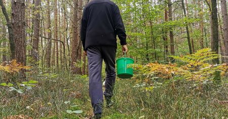 Poszli na grzyby, ale zapomnieli, czego nie wolno. Dostali 500 zł mandatu