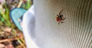 Kleszcz w domu? Tyle czasu może przetrwać bez żywiciela