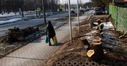 Kraków: Wielka wycinka na ul. Jancarza. A to wszystko z powodu planowanej ścieżki rowerowej