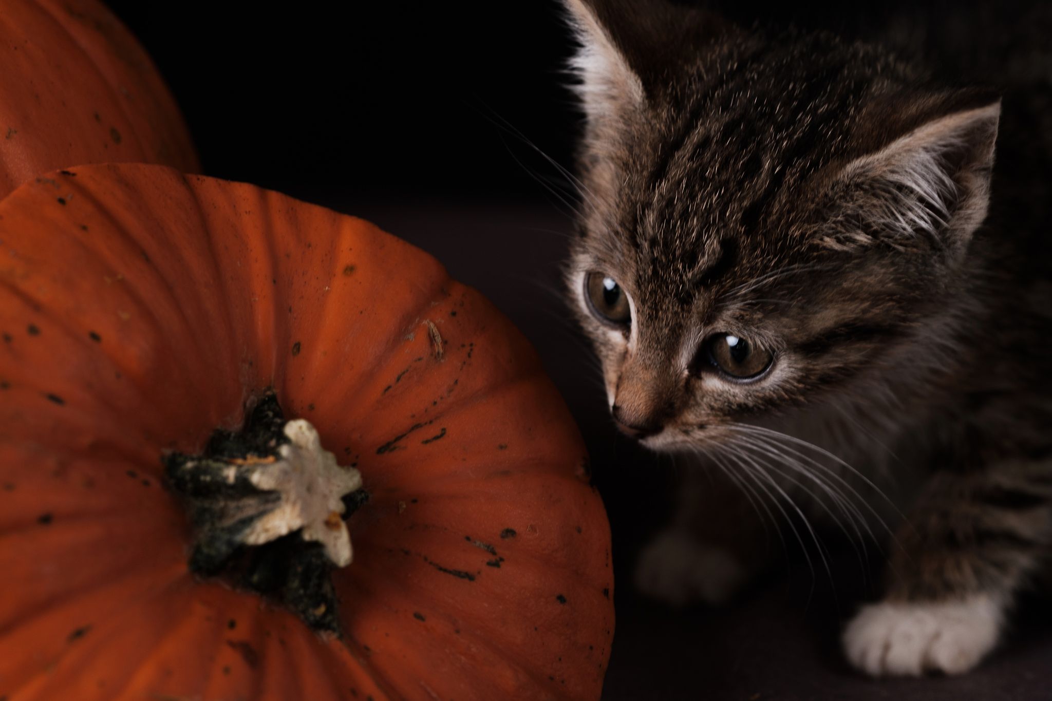 Halloween 2019: Zrobiłem sesję w schronisku, by pomóc w adopcji zwierząt 4