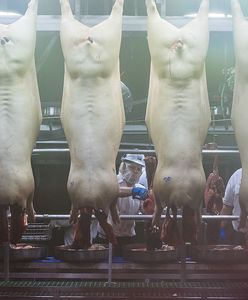 Śląsk. Ukradł 20 uwędzonych boczków…i obszedł się smakiem