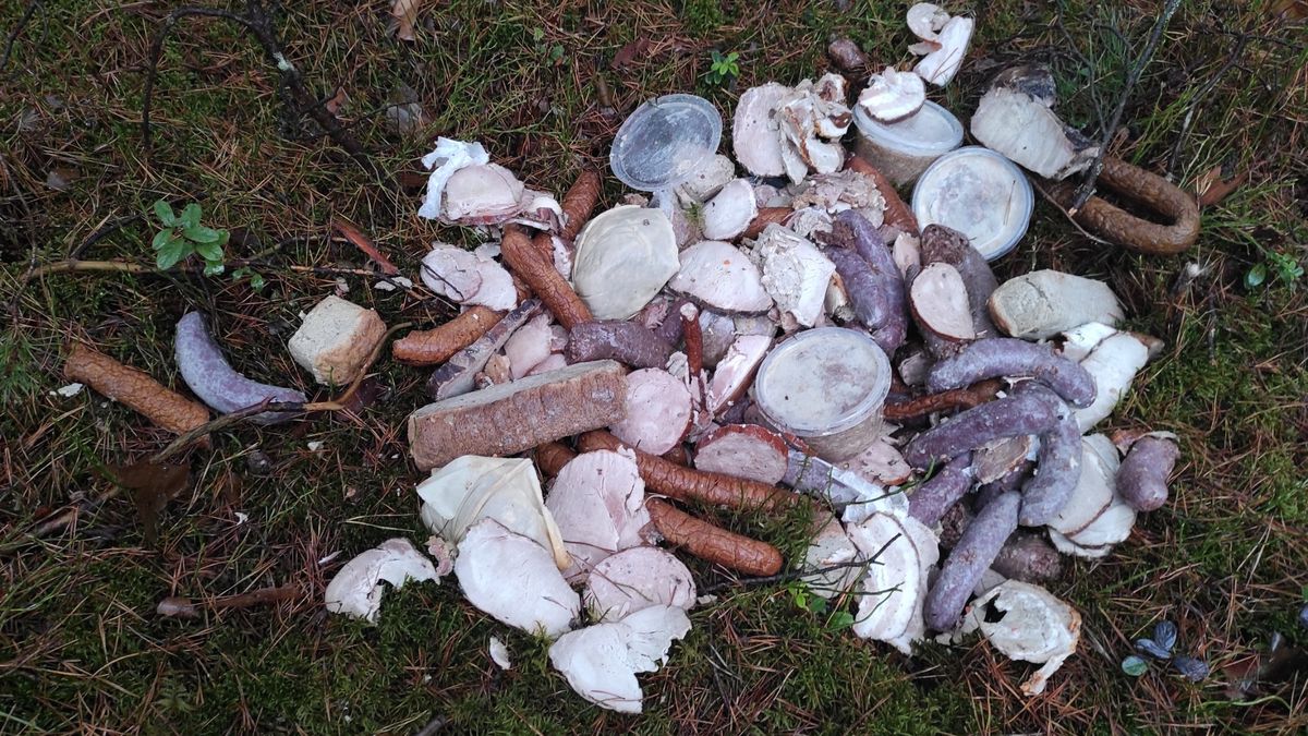 Kilkadziesiąt kilogramów mięsa w lesie pod Biłgorajem