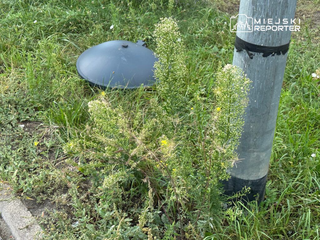 Rośliny z żółtymi kwiatami rosną w trawie obok słupa energetycznego i czarnej pokrywy.