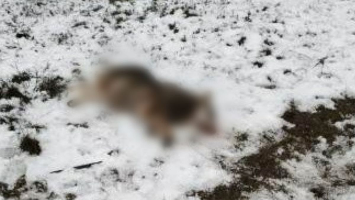 Martwego wilka znaleziono na trasie między Nowogrodem a Zieloną Górą