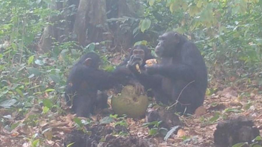 Szympansy wciąż zaskakują swoim zachowaniem