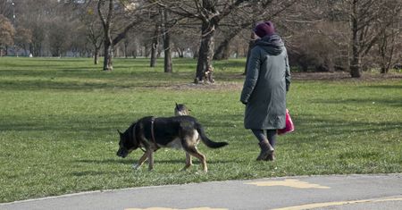 Ile kosztuje zakup i posiadanie psa lub kota? Poświęcamy na to jedną wypłatę