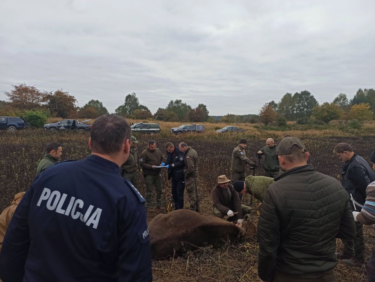 Kolejny żubr zastrzelony przez myśliwego!