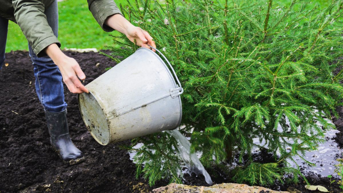 Kobieta podlewa drzewo iglaste w ogrodzie